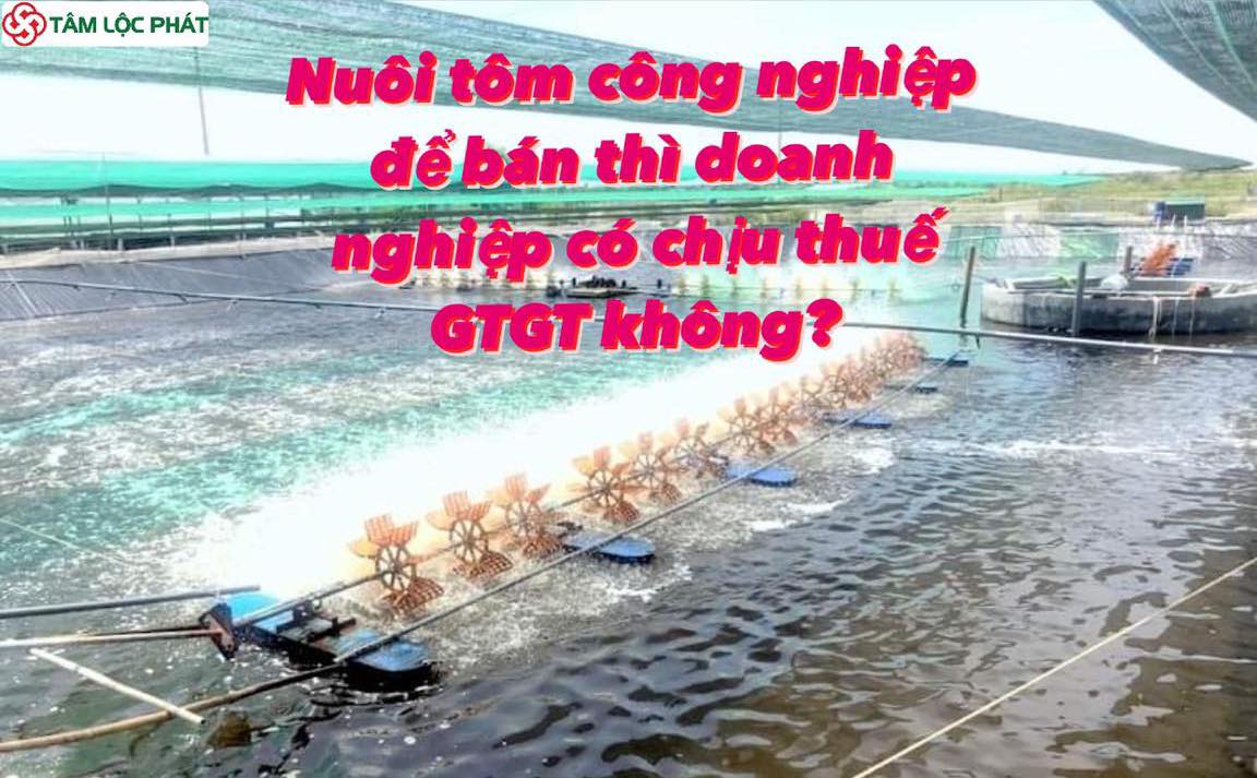 Nuôi tôm công nghiệp để bán thì doanh nghiệp có chịu thuế giá trị gia tăng hay không?